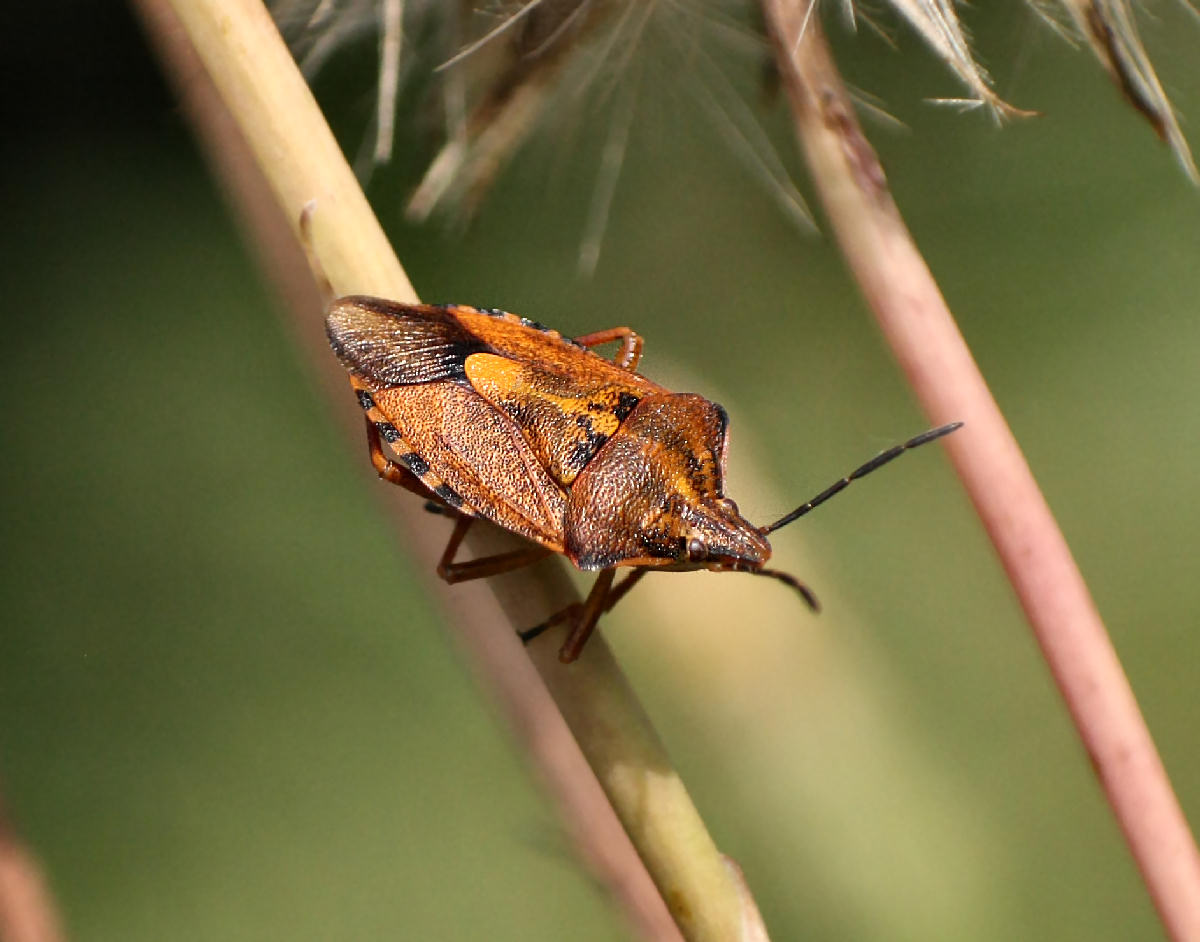 Carpocoris purpureipennis di Velate (MB)